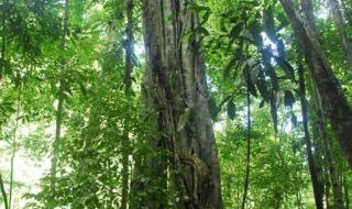 热带雨林的科研作用 热带雨林的作用